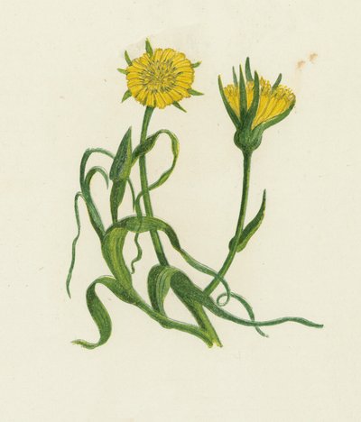 Yellow Goat